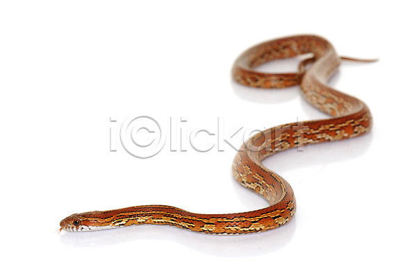 사람없음 JPG 포토 해외이미지 고립 동물 반려동물 뱀 빨간색 야생동물 육식동물 파충류 해외202004 흰배경