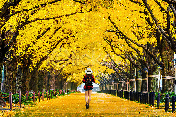 사람 한명 JPG 포토 해외이미지 11월 가을(계절) 거리 계절 공원 나무 남쪽 노란색 도쿄 섬 식물 아시아 야외 여행 여행객 일본 자연 정원 풍경(경치) 해외202004