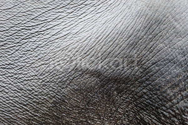사람없음 JPG 옆모습 포토 해외이미지 근육질 대가리 동물 아시아 야생동물 야외 자연 코끼리 큼 한마리 해외202004 회색 힘
