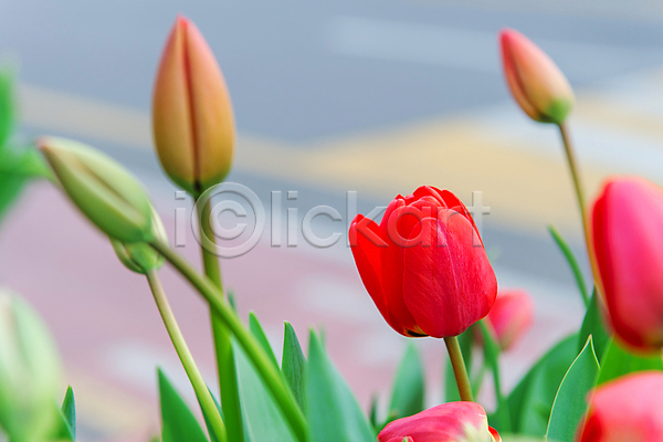사람없음 JPG 포토 해외이미지 계절 꽃 봄 빨간색 식물 야외 여름(계절) 축제 튤립 해외202004