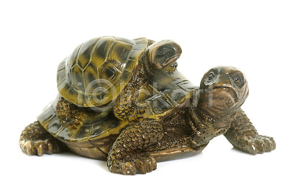 사람없음 JPG 포토 해외이미지 거북이 고립 동물 오브젝트 장식 장식볼 해외202004 흰배경