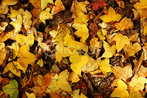 추위 사람없음 JPG 포토 해외이미지 가을(계절) 계절 나무 나뭇가지 단풍 맑음 빨간색 식물 야외 오브젝트 완전 잎 하늘 해외202004 햇빛