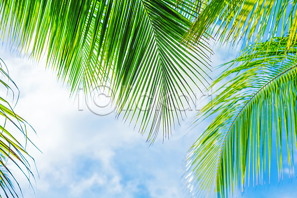 사람없음 JPG 포토 해외이미지 구름(자연) 나무 나뭇가지 맑음 식물 야외 여름(계절) 여행 잎 파라다이스 풍경(경치) 하늘 하와이 해외202004 햇빛 휴양지