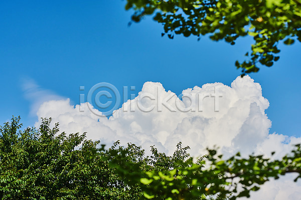 사람없음 JPG 포토 구름(자연) 나뭇잎 맑음 야외 여름(계절) 자연 주간 풍경(경치) 하늘
