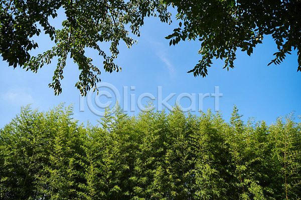 사람없음 JPG 포토 공원 구름(자연) 나무 나뭇잎 맑음 숲 야외 여름(계절) 자연 주간 풍경(경치) 하늘