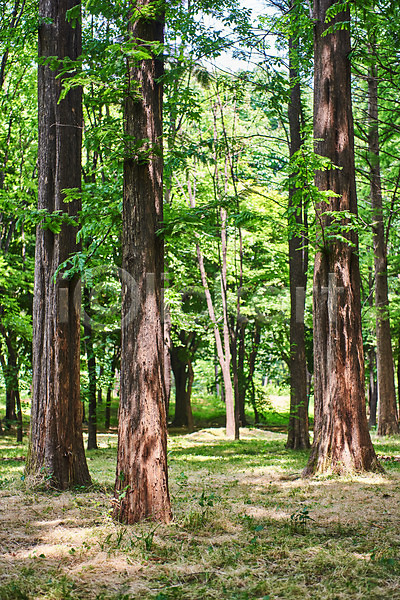 사람없음 JPG 포토 공원 나무 맑음 숲 야외 여름(계절) 자연 주간 풍경(경치)