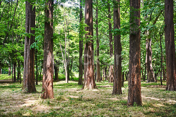 사람없음 JPG 포토 공원 나무 맑음 숲 야외 여름(계절) 자연 주간 풍경(경치)