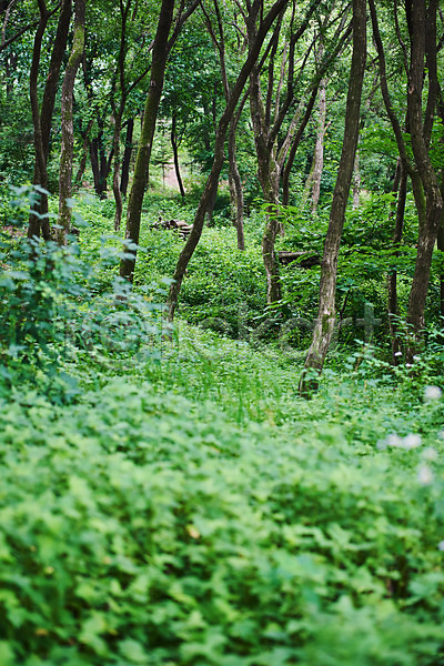 사람없음 JPG 포토 공원 나무 맑음 숲 야외 여름(계절) 자연 자연휴양림 주간 풍경(경치)