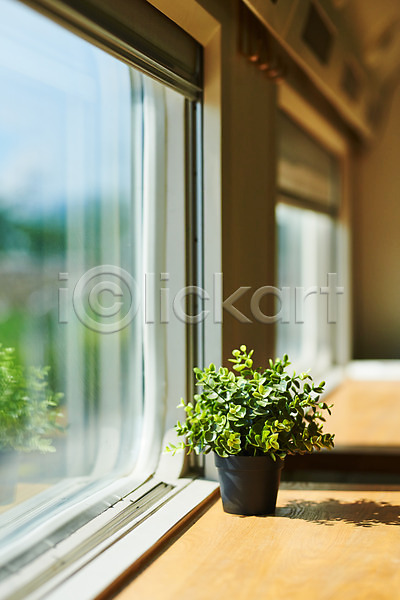 사람없음 JPG 포토 맑음 식물 실내 여름(계절) 자연 주간 창가 풍경(경치) 햇빛 화분