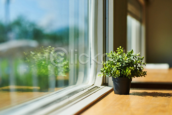 사람없음 JPG 포토 맑음 식물 실내 여름(계절) 자연 주간 창가 풍경(경치) 햇빛 화분