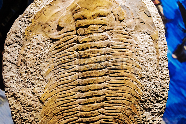 사람없음 JPG 포토 해외이미지 고고학 고립 고생물 골격 과학 글로벌 껍질 동물 멸종 모래 물 바다 바위 박물관 발굴 뼈 생물 생물학 생태학 선사시대 옛날 자연 쥬라기 지질학 탐험 파충류 패턴 표면 하늘 해외202004 화석