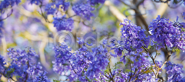 사람없음 JPG 포토 해외이미지 개화 계절 꽃 꽃무늬 꽃잎 나무 나뭇가지 내추럴 백그라운드 벚꽃 보라색 봄 식물 야외 잎 자연 정원 파란색 하늘 해외202004 해외포토 햇빛
