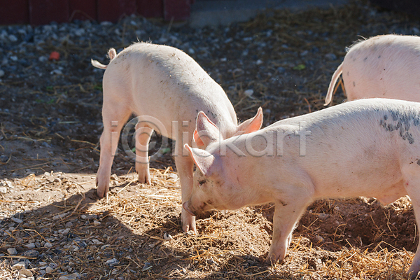 사람없음 JPG 포토 해외이미지 가축 농장 돼지 무료이미지 볏짚 세마리 야외 외양간 주간 해외202004