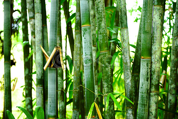 사람없음 JPG 포토 해외이미지 나무 나뭇가지 대나무 숲 열대기후 자연 초록색 해외202004