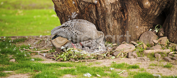 사람없음 JPG 포토 해외이미지 거위 걷기 둥지 망토 자연 조류 해외202004 해외포토 호주 회색