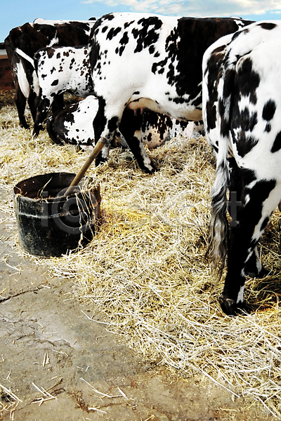 군중 사람없음 JPG 포토 해외이미지 검은색 농업 먹이 볏짚 산업 소 소고기 외양간 우유 해외202004 헛간 흰색