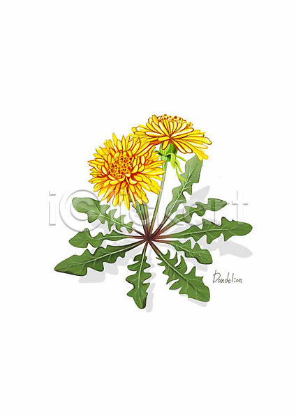 사람없음 PSD 일러스트 꽃 노란색 디테일 민들레 봄꽃 식물 잎