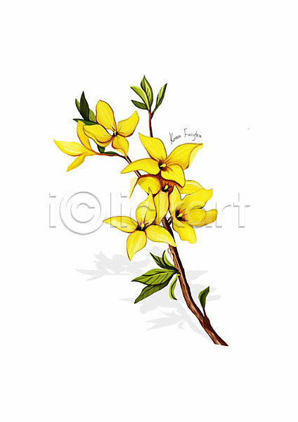 사람없음 PSD 일러스트 개나리 꽃 꽃가지 노란색 디테일 봄꽃 식물 잎