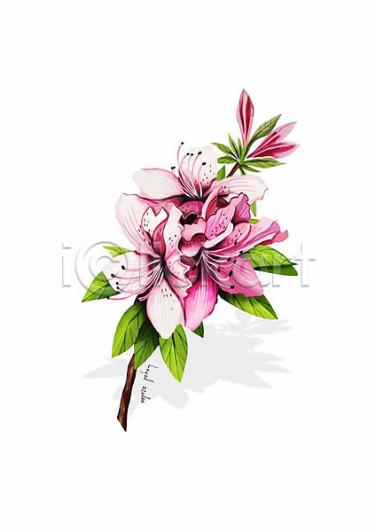 사람없음 PSD 일러스트 꽃 디테일 봄꽃 분홍색 산철쭉 식물 잎