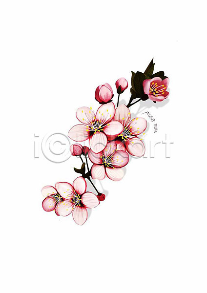 사람없음 PSD 일러스트 꽃 꽃가지 꽃봉오리 디테일 매화 봄꽃 분홍색 식물 잎