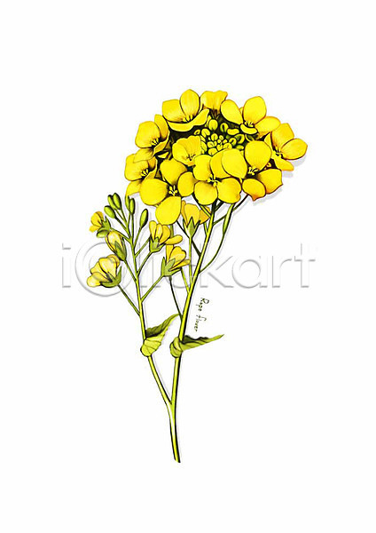 사람없음 PSD 일러스트 꽃 노란색 디테일 봄꽃 식물 유채 잎