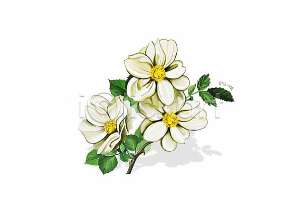 사람없음 PSD 일러스트 꽃 꽃가지 디테일 봄꽃 식물 잎 찔레꽃 흰색