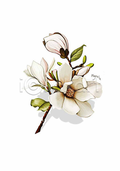 사람없음 PSD 일러스트 꽃 꽃가지 디테일 목련 봄꽃 식물 잎 흰색