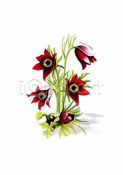 사람없음 PSD 일러스트 꽃 디테일 봄꽃 빨간색 식물 잎 할미꽃