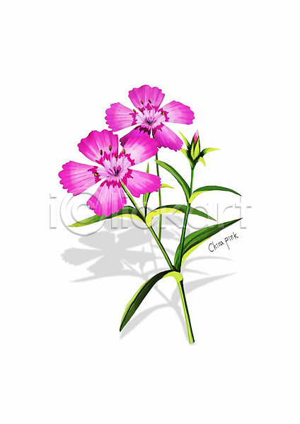 사람없음 PSD 일러스트 꽃 디테일 봄꽃 분홍색 식물 잎 패랭이꽃
