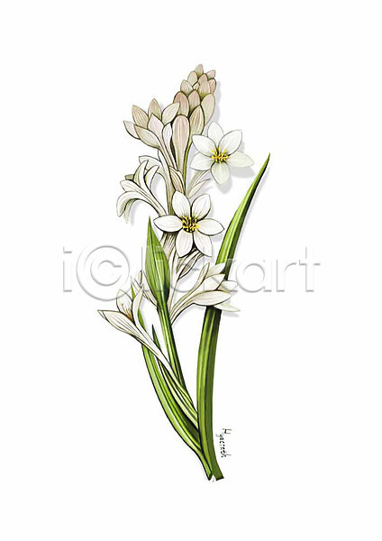 사람없음 PSD 일러스트 꽃 꽃봉오리 디테일 봄꽃 식물 잎 흰색 히아신스