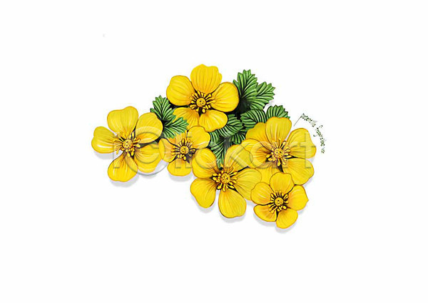 사람없음 PSD 일러스트 꽃 노란색 디테일 봄꽃 식물 양지꽃 잎