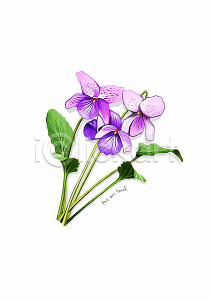 사람없음 PSD 일러스트 고깔제비꽃 꽃 디테일 보라색 봄꽃 식물 잎