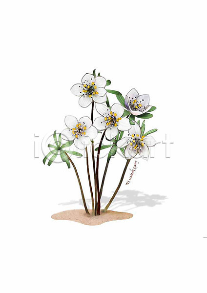 사람없음 PSD 일러스트 꽃 디테일 변산바람꽃 봄꽃 식물 잎 흰색