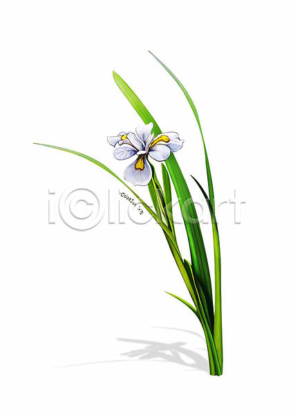 사람없음 PSD 일러스트 꽃 노랑무늬붓꽃 디테일 봄꽃 식물 잎 흰색