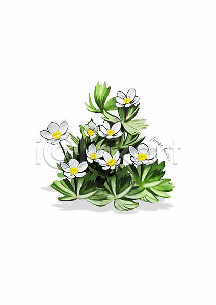 사람없음 PSD 일러스트 꽃 디테일 봄꽃 식물 잎 홀아비바람꽃 흰색