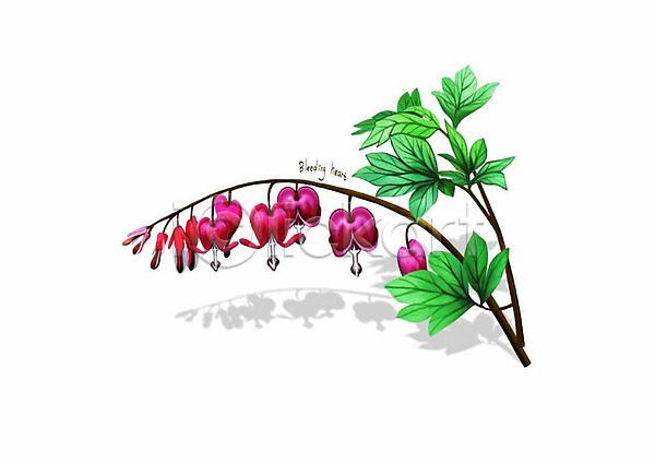 사람없음 PSD 일러스트 금낭화 꽃 디테일 봄꽃 분홍색 식물 잎