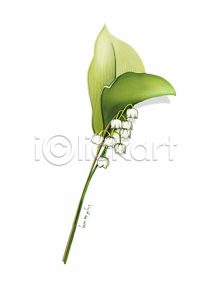 사람없음 PSD 일러스트 꽃 디테일 봄꽃 식물 은방울꽃 잎 흰색