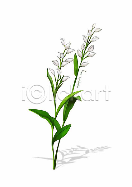 사람없음 PSD 일러스트 꽃 디테일 봄꽃 식물 은난초 잎 흰색