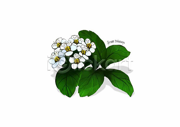 사람없음 PSD 일러스트 갈기조팝나무 꽃 디테일 봄꽃 식물 잎 흰색
