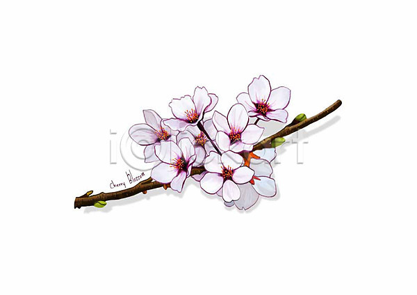 사람없음 PSD 일러스트 꽃 꽃가지 꽃봉오리 디테일 벚꽃 봄꽃 분홍색 식물 잎