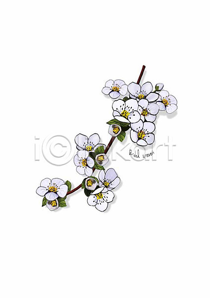 사람없음 PSD 일러스트 꽃 디테일 봄꽃 식물 잎 조팝나무 조팝나무꽃 흰색