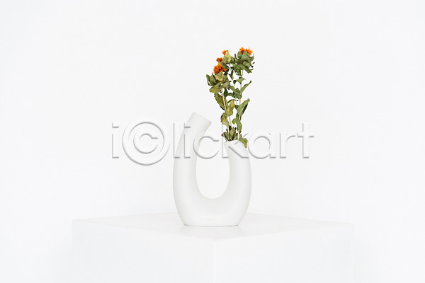 건조 사람없음 JPG 포토 꽃 꽃병 드라이플라워 매리골드 백그라운드 스튜디오촬영 식물 실내 오브젝트 흰배경 흰색