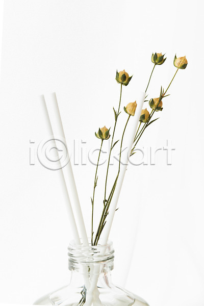 건조 사람없음 JPG 포토 꽃 드라이플라워 디퓨저 스튜디오촬영 식물 실내 아마 오브젝트 흰배경 흰색