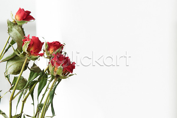 건조 사람없음 JPG 포토 꽃 다발 드라이플라워 스튜디오촬영 식물 실내 오브젝트 장미 흰배경