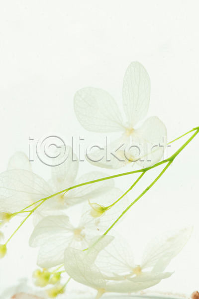 건조 사람없음 JPG 포토 꽃 드라이플라워 디퓨저 백그라운드 스튜디오촬영 식물 실내 오브젝트 용액 흰배경 흰색