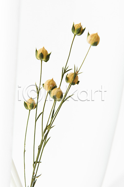 건조 사람없음 JPG 포토 꽃 드라이플라워 스튜디오촬영 식물 실내 아마 오브젝트 흰배경 흰색