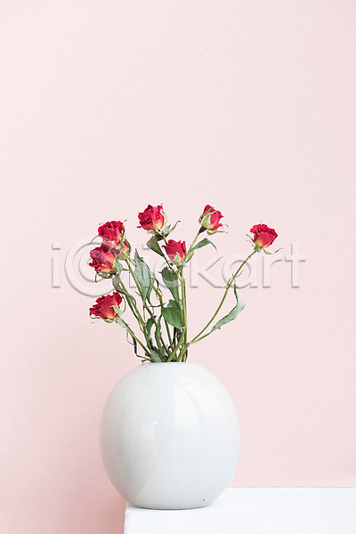 건조 사람없음 JPG 포토 꽃 꽃병 드라이플라워 분홍색배경 스튜디오촬영 식물 실내 오브젝트 장미