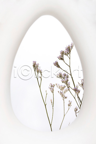 건조 사람없음 JPG 포토 구멍 꽃 드라이플라워 스튜디오촬영 식물 실내 오브젝트 오하이오블루 흰배경 흰색