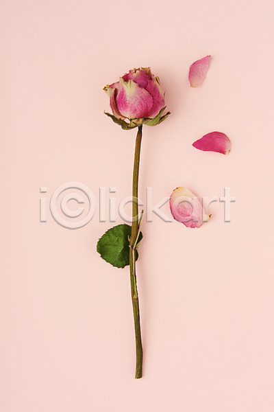 건조 사람없음 JPG 포토 하이앵글 꽃 드라이플라워 분홍색배경 스튜디오촬영 식물 실내 오브젝트 잎 장미 플랫레이