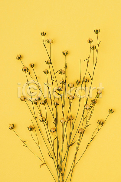 건조 사람없음 JPG 포토 하이앵글 꽃 노란배경 노란색 드라이플라워 스튜디오촬영 식물 실내 아마 오브젝트 플랫레이
